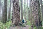 PICTURES/Sol Duc - Ancient Groves/t_Sharon on Trail3.JPG